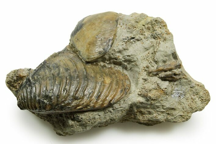 Jurassic Fossil Bivalve (Trigonia) with Clam - Germany #377589